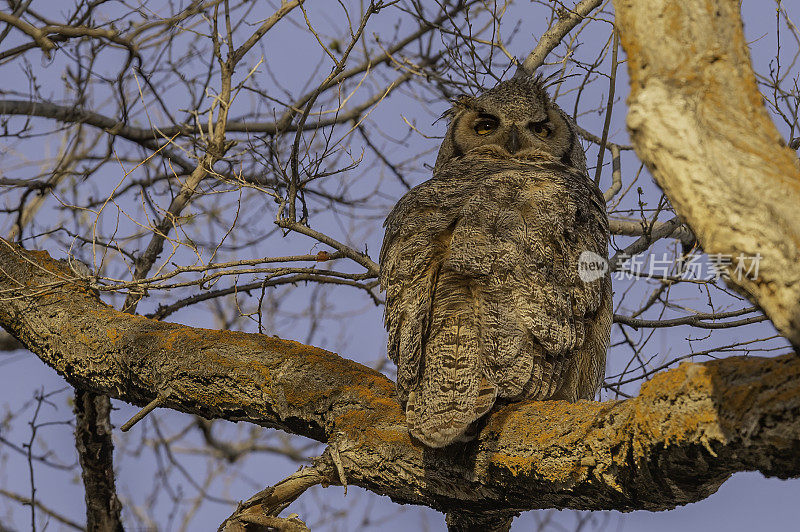 大角猫头鹰(Bubo virginianus)，也被称为虎鸮或鸣鸮，是一种原产于美洲的大猫头鹰。马勒尔国家野生动物保护区，俄勒冈州。Strigiformes鸱鸮科。